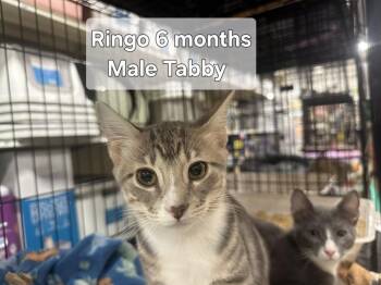 Ringo -  Tabby Cat for Adoption in Deltona, Florida - Ringo | PetCurious