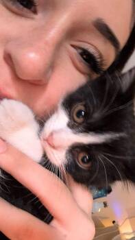 Amaya -  Domestic Short Hair Cat for Adoption in Chertsey, Quebec - Amaya | PetCurious