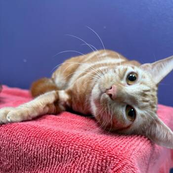 Domestic Short Hair Cats Available for Adoption in Englewood, Florida - Camie | PetCurious