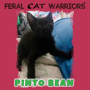Domestic Short Hair Cats Available for Adoption in Kingman, Arizona - Pinto Bean | PetCurious