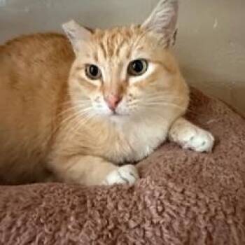 Mama -  Domestic Short Hair Cat Available for Adoption in Spring Valley, California - Mama | PetCurious