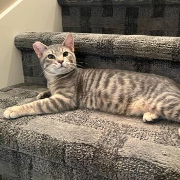 Domestic Short Hair Cats Available for Adoption in Springfield, Oregon - Molasses | PetCurious