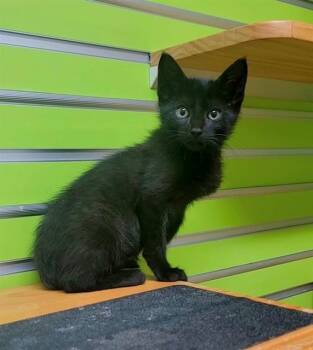 BILLY -  Domestic Short Hair Cat Available for Adoption in St. Peters, Missouri - BILLY | PetCurious