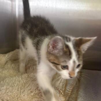 Pecan Pie -  Domestic Short Hair Cat for Adoption in East Hanover, New Jersey - Pecan Pie | PetCurious