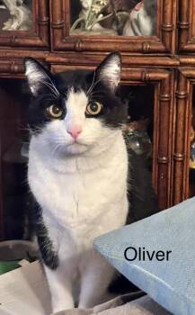 Domestic Short Hair Cats Available for Adoption - Oliver | PetCurious
