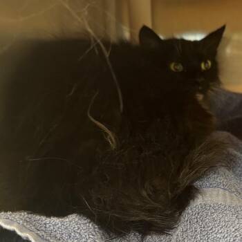 Aspen -  Domestic Long Hair Cat for Adoption in Salt Lake City, Utah - Aspen | PetCurious