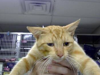 A186009 -  Domestic Short Hair Cat for Adoption in Pasadena, Texas - A186009 | PetCurious