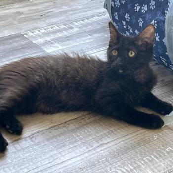 Scooby -  Norwegian Forest Cat and Domestic Medium Hair Cat for Adoption in Lampasas, Texas - Scooby | PetCurious
