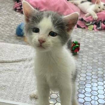 Jasper -  Domestic Short Hair Cat for Adoption in Los Angeles, California - Jasper | PetCurious