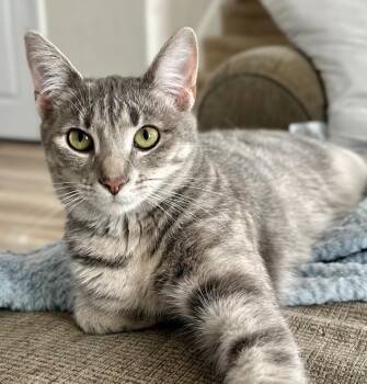 Rescue Domestic Short Hair Cats for Adoption in Lemont, Illinois - Taron | PetCurious