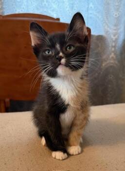 Tortoiseshell Cats Available for Adoption in Beaverton, Oregon - Rose | PetCurious