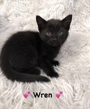 Wren -  Domestic Short Hair Cat for Adoption in Copley, Ohio - Wren | PetCurious