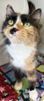 Domestic Long Hair Cats Available for Adoption - Violet | PetCurious