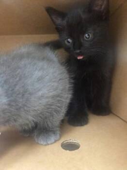 Staryu -  Domestic Short Hair Cat for Adoption in Westland, Michigan - Staryu | PetCurious