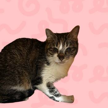 Bowtie -  Domestic Short Hair Cat for Adoption in Reno, Nevada - Bowtie | PetCurious