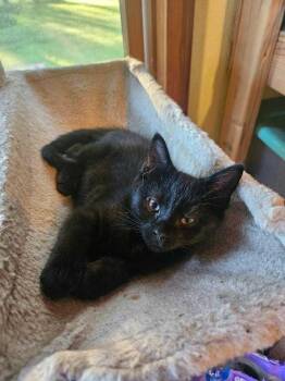 Tribute -  Domestic Short Hair Cat for Adoption in Bowling Green, Ohio - Tribute | PetCurious