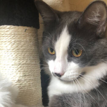 Rescue Domestic Long Hair Cats for Adoption in South Elgin, Illinois - Mac - Home To Home | PetCurious