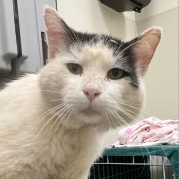 Domestic Short Hair Cats Available for Adoption in Roanoke, Virginia - Mortimer | PetCurious