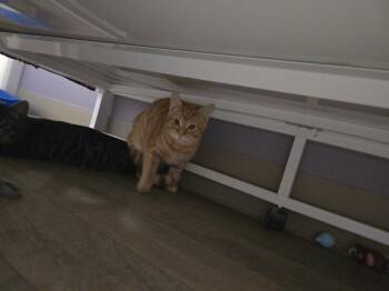 Scallywag -  Domestic Short Hair Cat for Adoption in Vancouver, Washington - Scallywag | PetCurious