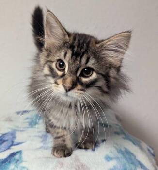 Beatriz -  Domestic Long Hair Cat for Adoption in Little Falls, Minnesota - Beatriz | PetCurious