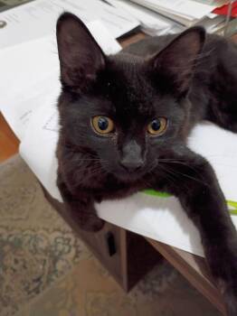 Coco -  Domestic Medium Hair Cat for Adoption in Vancouver, Washington - Coco | PetCurious