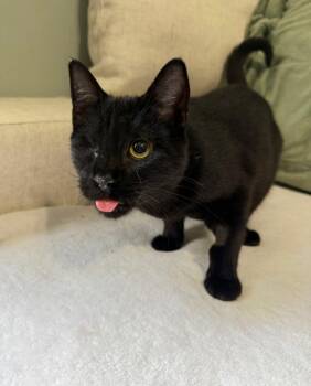 BISCUIT -  American Shorthair Cat for Adoption in Jefferson, Louisiana - BISCUIT | PetCurious