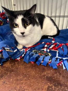 George -  Domestic Medium Hair Cat for Adoption in Rock Springs, Wyoming - George | PetCurious
