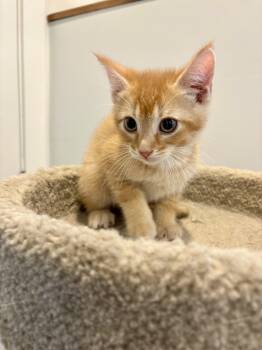 Sunny -  Domestic Short Hair Cat for Adoption in Wakefield, Quebec - Sunny | PetCurious