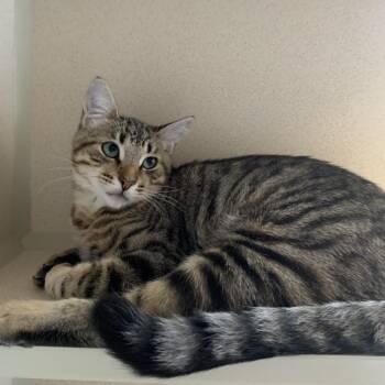 Trevor -  Domestic Short Hair Cat for Adoption in Redwood City, California - Trevor | PetCurious