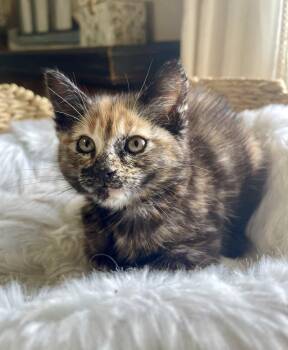 Saratoga -  Domestic Short Hair Cat Available for Adoption in Virginia Beach, Virginia - Saratoga | PetCurious