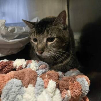 Rescue Domestic Short Hair Cats for Adoption in Park Falls, Wisconsin - Lilly | PetCurious