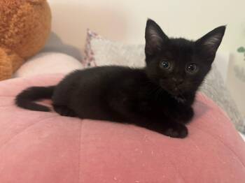 Domestic Short Hair Cats Available for Adoption in Sunrise, Florida - Bella | PetCurious