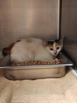 Ms. Frizzle -  Domestic Short Hair Cat for Adoption in Black Eagle, Montana - Ms. Frizzle | PetCurious