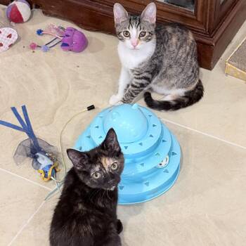 American Shorthair Cats Available for Adoption - Mystery And Magic  | PetCurious