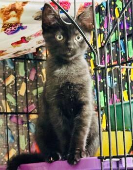 Domestic Short Hair Cats Available for Adoption in San Jose, California - Buttons | PetCurious