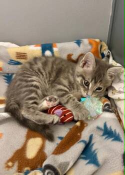 Barbara -  Domestic Short Hair Cat for Adoption in Overland Park, Kansas - Barbara | PetCurious