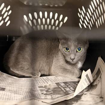 7. Victoria -  Domestic Short Hair Cat for Adoption in Columbus, North Carolina - 7. Victoria | PetCurious
