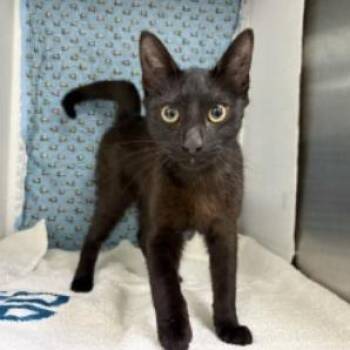 Domestic Short Hair Cats Available for Adoption in Williston, Florida - Cashew | PetCurious