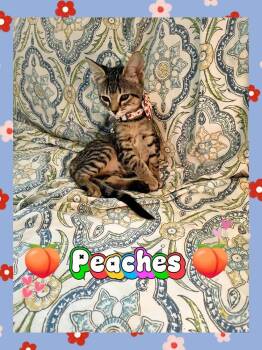 Peaches -  Domestic Short Hair Cat for Adoption in Panama City, Florida - Peaches | PetCurious