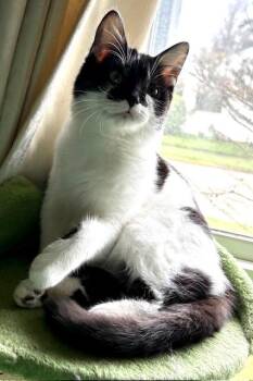 Domestic Short Hair Cats Available for Adoption - Lyta | PetCurious