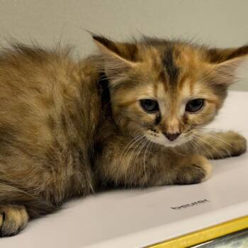 Angelica -  Domestic Long Hair Cat for Adoption in Tampa, Florida - Angelica | PetCurious