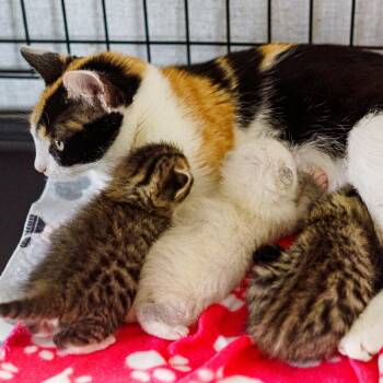 Rescue Calico Cats for Adoption in Lampasas, Texas - Callie | PetCurious