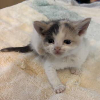 Domestic Short Hair Cats Available for Adoption in Pauls Valley, Oklahoma - Lex | PetCurious