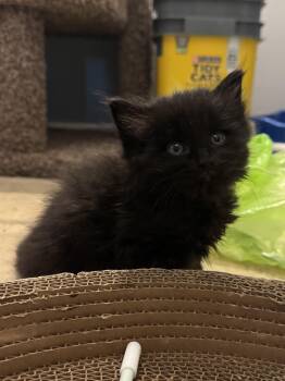 Gentlemen -  Domestic Medium Hair Cat for Adoption in Fruit Heights, Utah - Gentlemen | PetCurious
