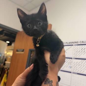 Yellow Brick Road Y2 -  Domestic Short Hair Cat for Adoption in Edinburg, Texas - Yellow Brick Road Y2 | PetCurious