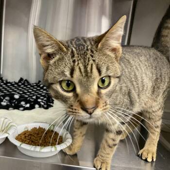 Domestic Short Hair Cats Available for Adoption in Buffalo, New York - Randall | PetCurious