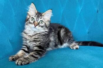 MODRIC -  Domestic Short Hair Cat for Adoption in Tustin, California - MODRIC | PetCurious
