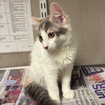 Mila -  Domestic Short Hair Cat for Adoption in Yuma, Arizona - Mila | PetCurious