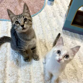 Roman -  Domestic Short Hair Cat for Adoption in Prosper, Texas - Roman | PetCurious