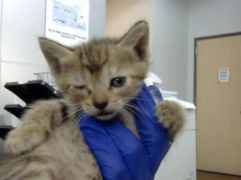 Rescue Domestic Short Hair Cats for Adoption in Dallas, Texas - LEU | PetCurious